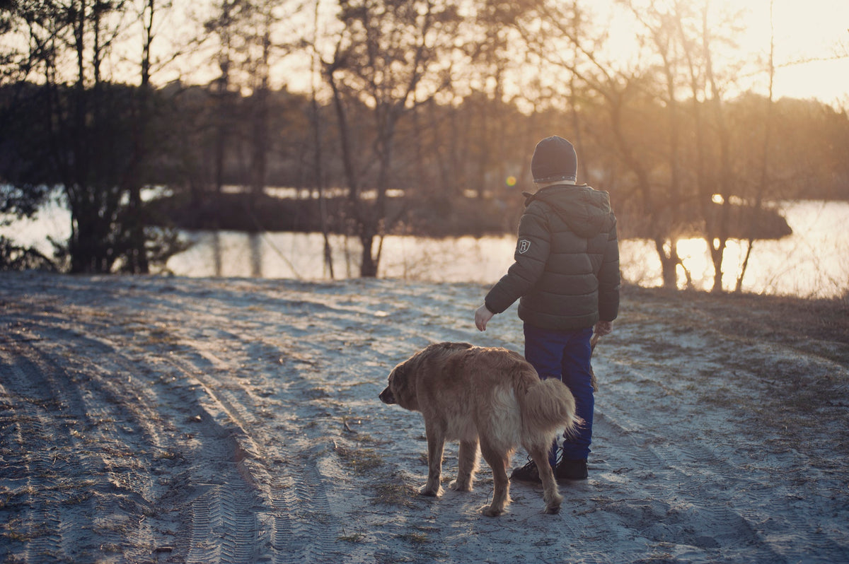 How to Keep Your Dog Safe Throughout The Winter Season