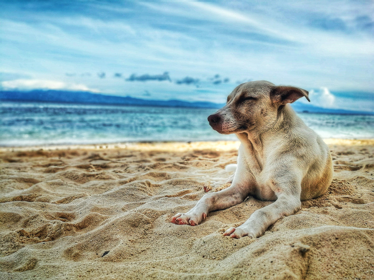 Five Best Dog-Friendly Travel Destinations
