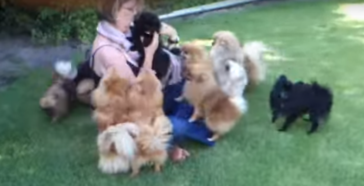A Swarm of Cute Pomeranian Puppies Would Make Your Coming Home Worthwhile