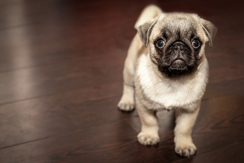10 Quick Tips for a Well-Behaved Dog