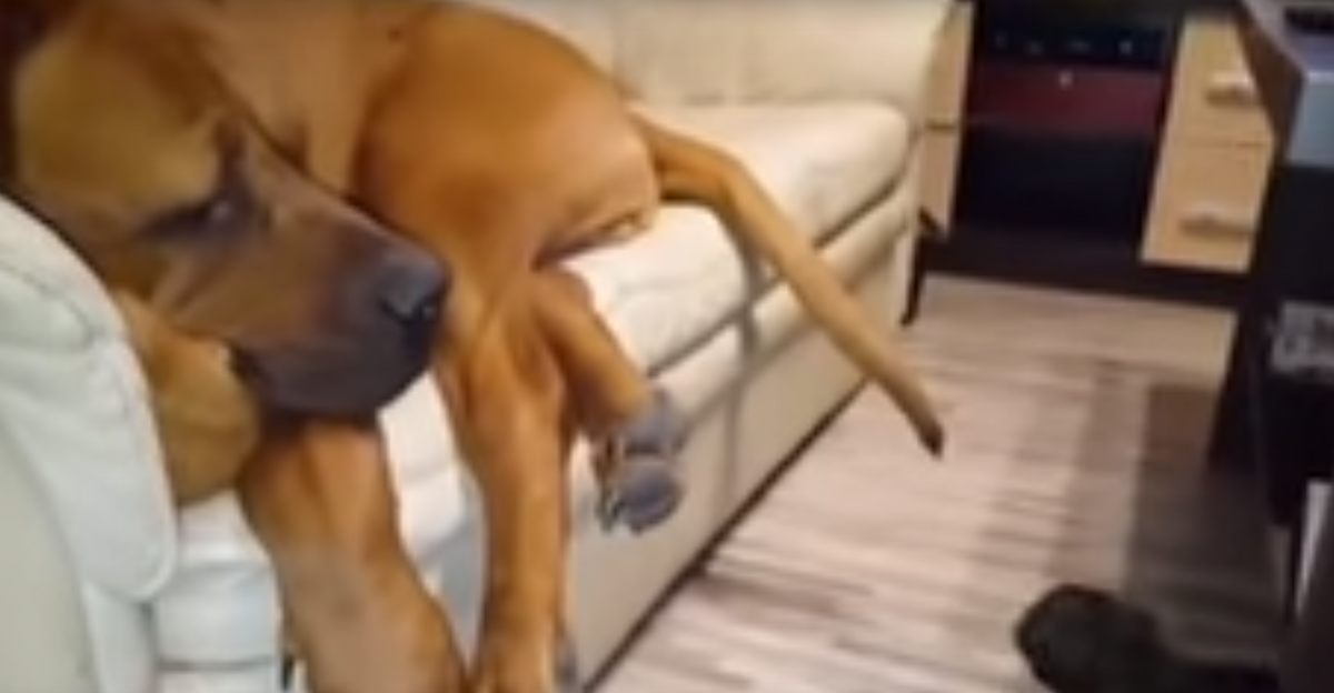 Great Dane is Trying To Sleep, But He Has One Tiny Problem