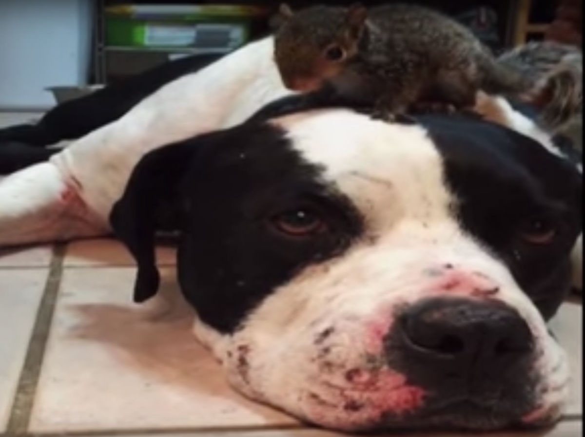 You Wouldn't Want to Touch This Dog's Squirrel