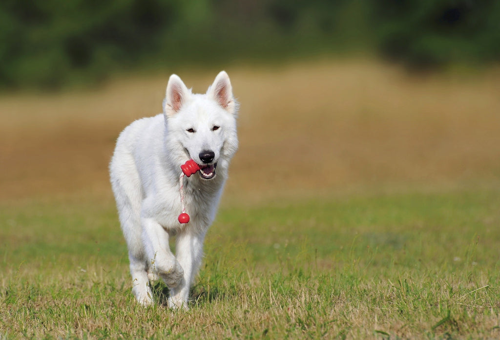 7 Popular Dog Training Methods Explained