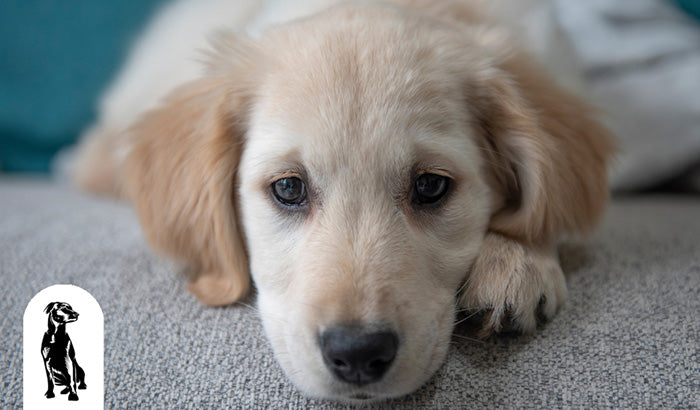 Understanding and Managing Your Dog's Separation Anxiety
