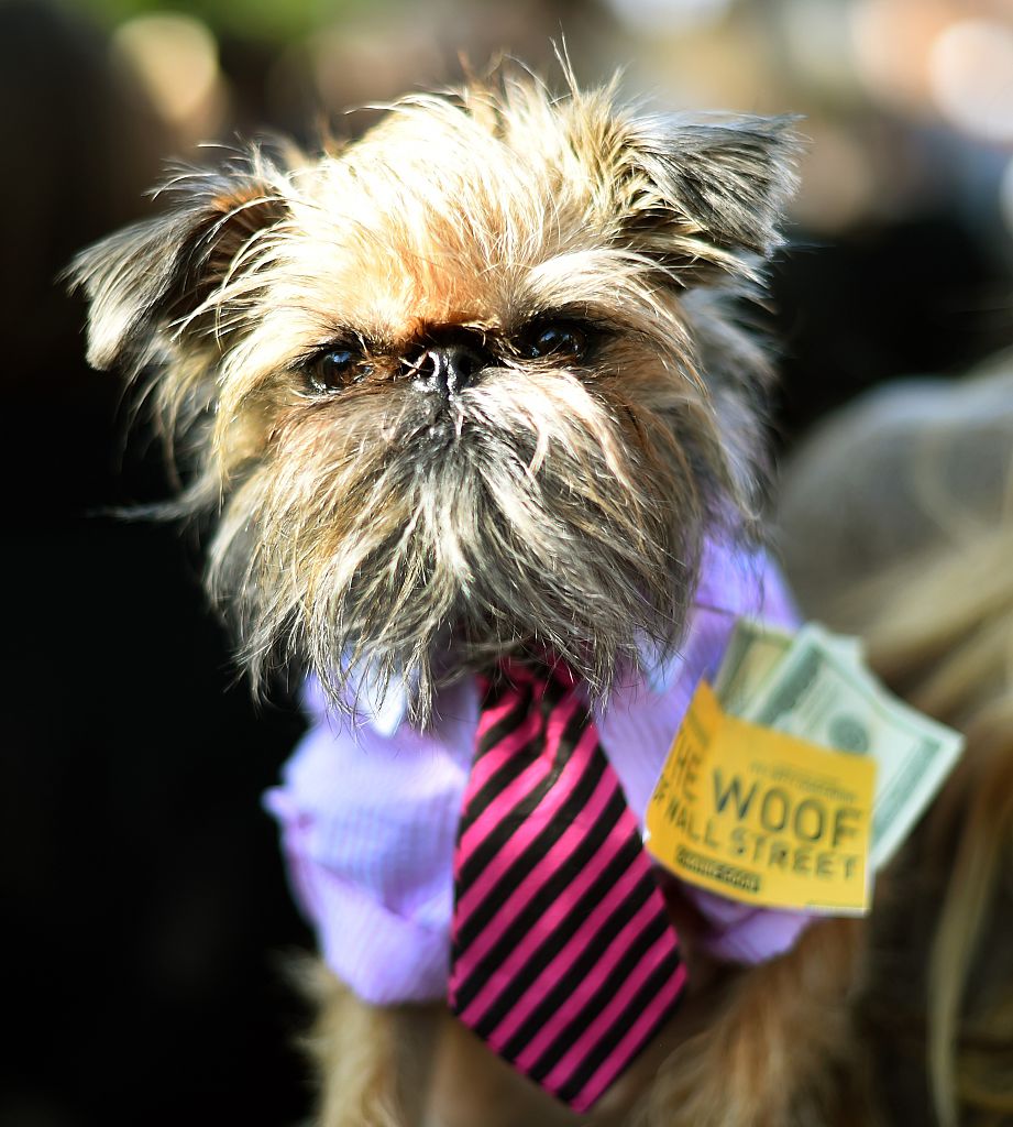 Cutest Halloween Dog Costumes from New York's Halloween Dog Parade