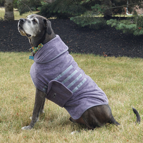 A cheerful dog sporting a vibrant purple sweater, highlighting its adorable features and warm attire.