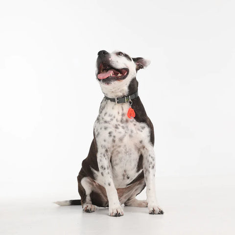 A cheerful dog with an open mouth is positioned on a white background, highlighting the charm of Plush Paws Products.